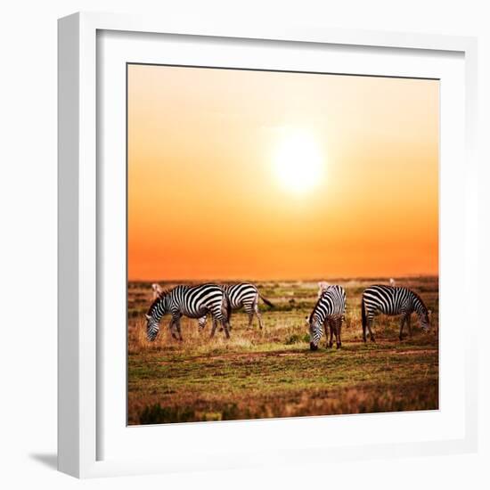 Zebras Herd on Savanna at Sunset, Africa. Safari in Serengeti, Tanzania-Michal Bednarek-Framed Photographic Print