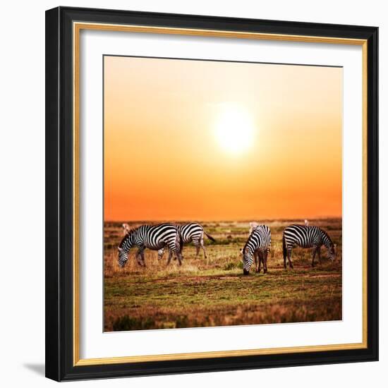 Zebras Herd on Savanna at Sunset, Africa. Safari in Serengeti, Tanzania-Michal Bednarek-Framed Photographic Print