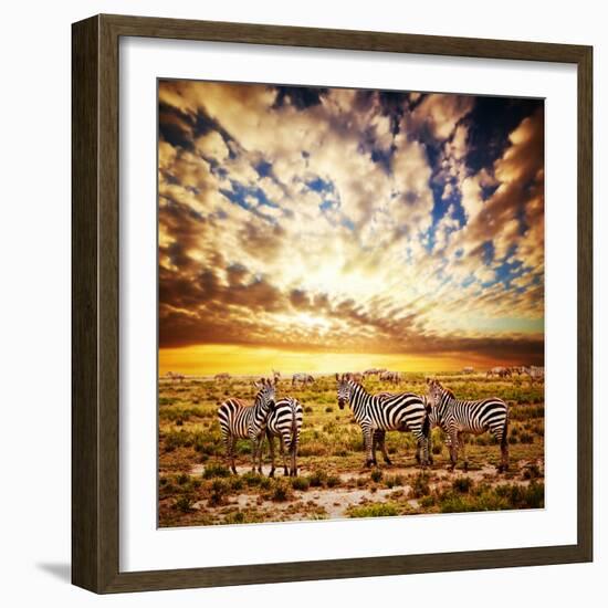 Zebras Herd on Savanna at Sunset, Africa. Safari in Serengeti, Tanzania-Michal Bednarek-Framed Photographic Print