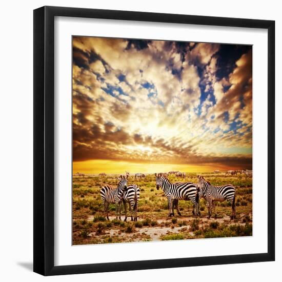 Zebras Herd on Savanna at Sunset, Africa. Safari in Serengeti, Tanzania-Michal Bednarek-Framed Photographic Print