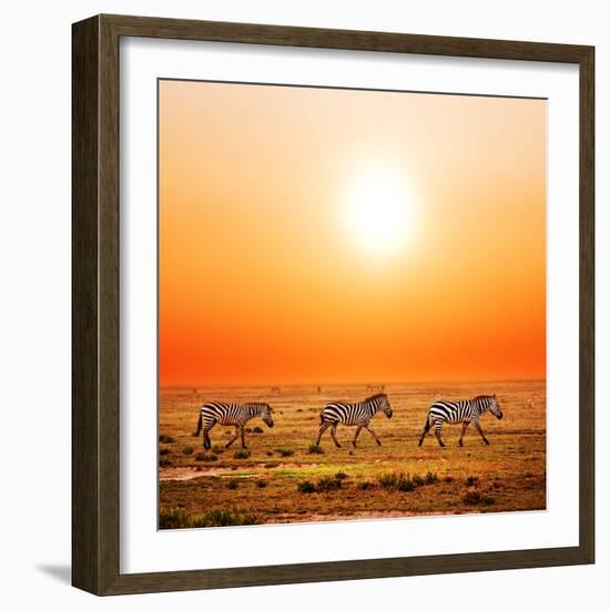 Zebras Herd on Savanna at Sunset, Africa. Safari in Serengeti, Tanzania-Michal Bednarek-Framed Photographic Print