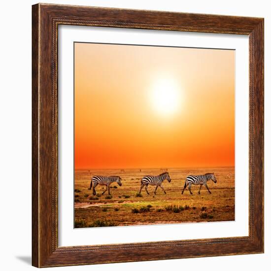 Zebras Herd on Savanna at Sunset, Africa. Safari in Serengeti, Tanzania-Michal Bednarek-Framed Photographic Print