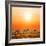 Zebras Herd on Savanna at Sunset, Africa. Safari in Serengeti, Tanzania-Michal Bednarek-Framed Photographic Print