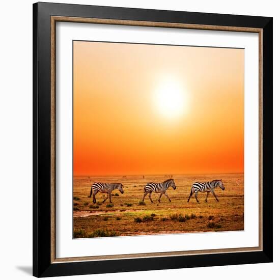 Zebras Herd on Savanna at Sunset, Africa. Safari in Serengeti, Tanzania-Michal Bednarek-Framed Photographic Print