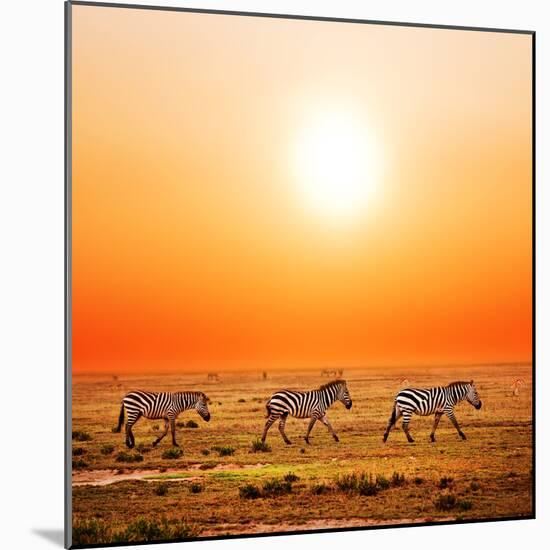 Zebras Herd on Savanna at Sunset, Africa. Safari in Serengeti, Tanzania-Michal Bednarek-Mounted Photographic Print