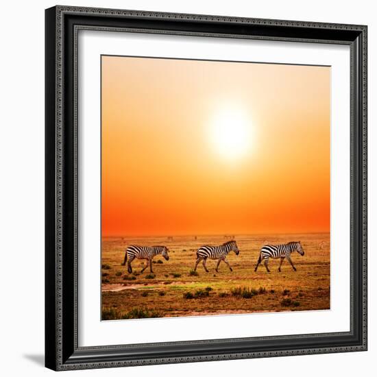 Zebras Herd on Savanna at Sunset, Africa. Safari in Serengeti, Tanzania-Michal Bednarek-Framed Photographic Print