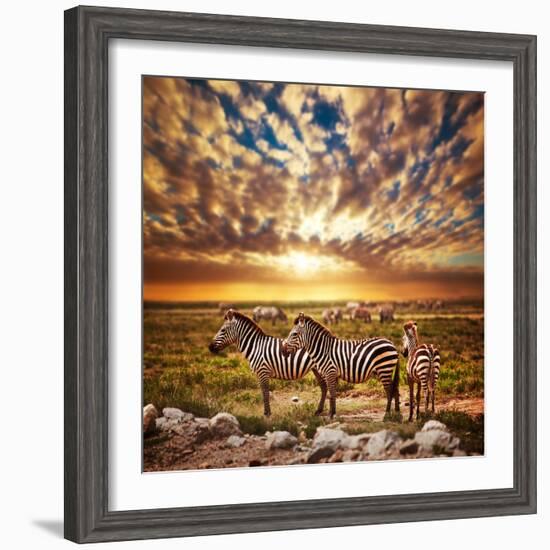 Zebras Herd on Savanna at Sunset, Africa. Safari in Serengeti, Tanzania-Michal Bednarek-Framed Photographic Print