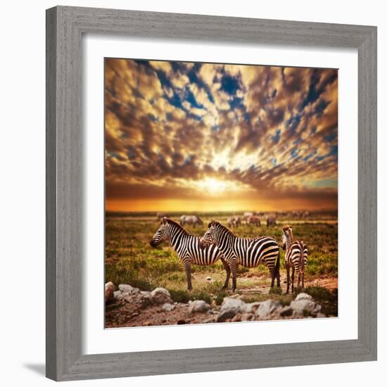 Zebras Herd on Savanna at Sunset, Africa. Safari in Serengeti, Tanzania-Michal Bednarek-Framed Photographic Print