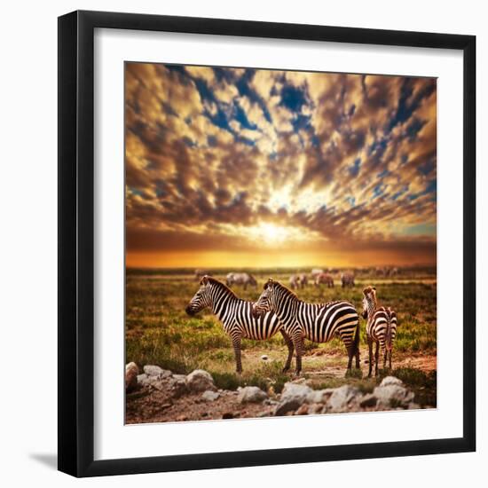 Zebras Herd on Savanna at Sunset, Africa. Safari in Serengeti, Tanzania-Michal Bednarek-Framed Photographic Print