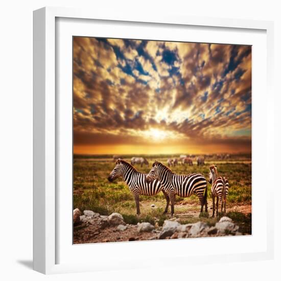 Zebras Herd on Savanna at Sunset, Africa. Safari in Serengeti, Tanzania-Michal Bednarek-Framed Photographic Print
