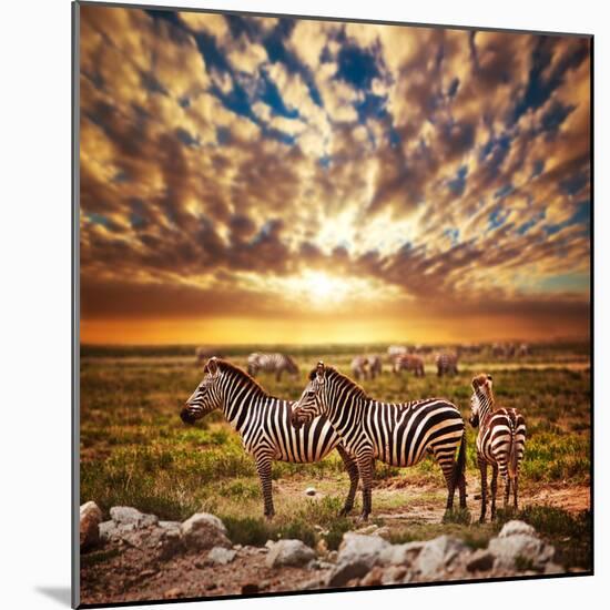 Zebras Herd on Savanna at Sunset, Africa. Safari in Serengeti, Tanzania-Michal Bednarek-Mounted Photographic Print