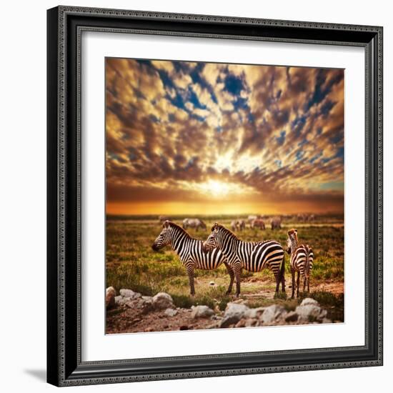 Zebras Herd on Savanna at Sunset, Africa. Safari in Serengeti, Tanzania-Michal Bednarek-Framed Photographic Print