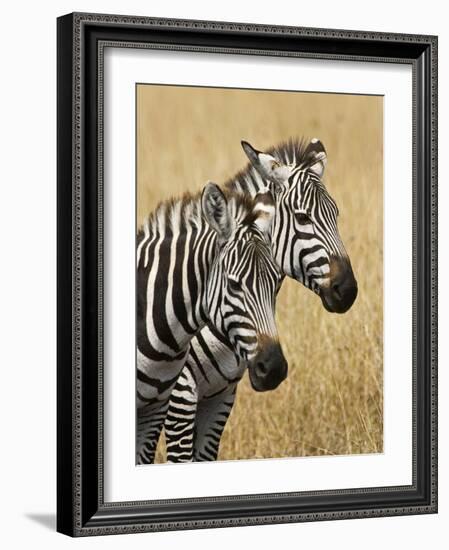 Zebras Herding in the Fields, Maasai Mara, Kenya-Joe Restuccia III-Framed Photographic Print