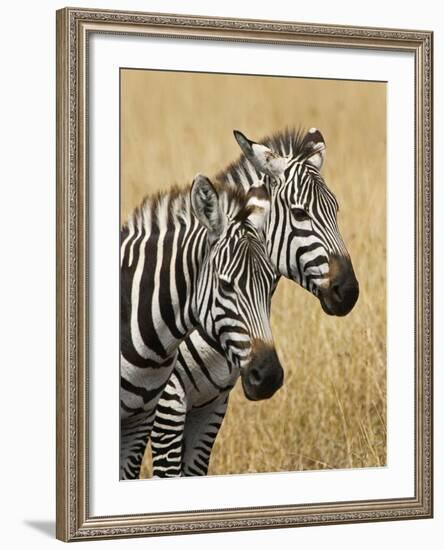 Zebras Herding in the Fields, Maasai Mara, Kenya-Joe Restuccia III-Framed Photographic Print