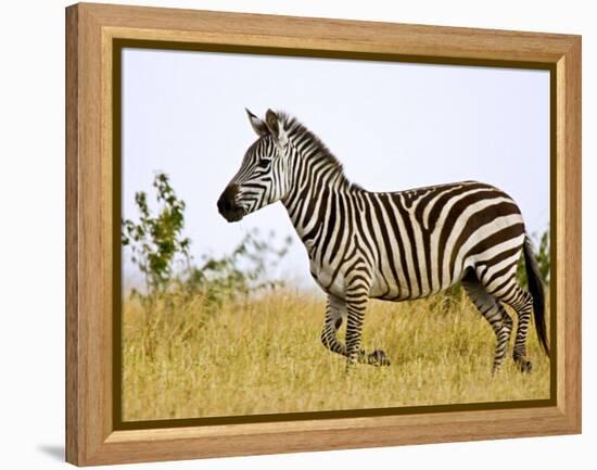 Zebras Herding in The Fields, Maasai Mara, Kenya-Joe Restuccia III-Framed Premier Image Canvas