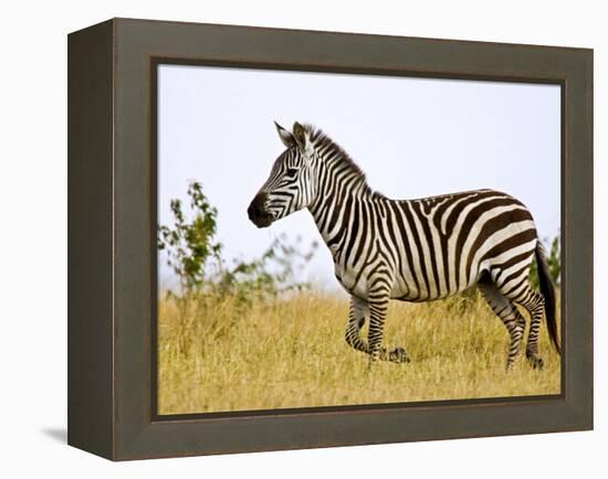 Zebras Herding in The Fields, Maasai Mara, Kenya-Joe Restuccia III-Framed Premier Image Canvas