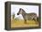 Zebras Herding in The Fields, Maasai Mara, Kenya-Joe Restuccia III-Framed Premier Image Canvas