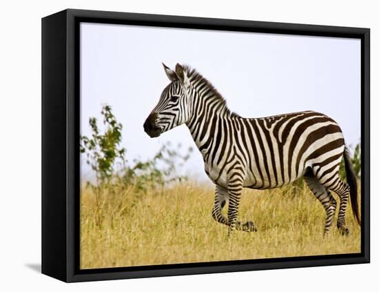 Zebras Herding in The Fields, Maasai Mara, Kenya-Joe Restuccia III-Framed Premier Image Canvas