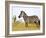 Zebras Herding in The Fields, Maasai Mara, Kenya-Joe Restuccia III-Framed Photographic Print