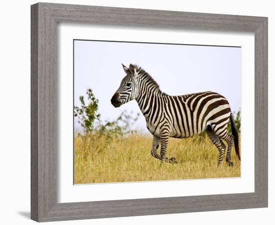 Zebras Herding in The Fields, Maasai Mara, Kenya-Joe Restuccia III-Framed Photographic Print