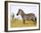 Zebras Herding in The Fields, Maasai Mara, Kenya-Joe Restuccia III-Framed Photographic Print