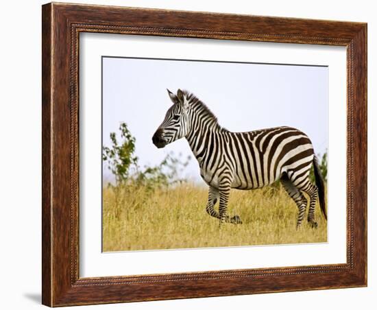 Zebras Herding in The Fields, Maasai Mara, Kenya-Joe Restuccia III-Framed Photographic Print