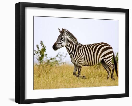 Zebras Herding in The Fields, Maasai Mara, Kenya-Joe Restuccia III-Framed Photographic Print