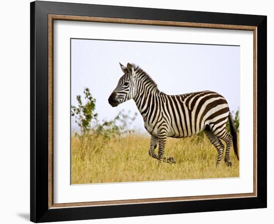 Zebras Herding in The Fields, Maasai Mara, Kenya-Joe Restuccia III-Framed Photographic Print