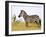 Zebras Herding in The Fields, Maasai Mara, Kenya-Joe Restuccia III-Framed Photographic Print