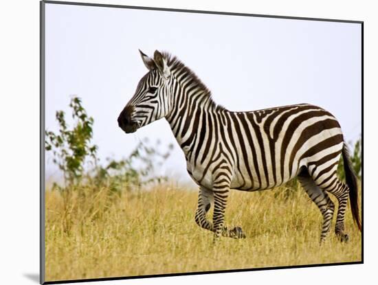 Zebras Herding in The Fields, Maasai Mara, Kenya-Joe Restuccia III-Mounted Photographic Print