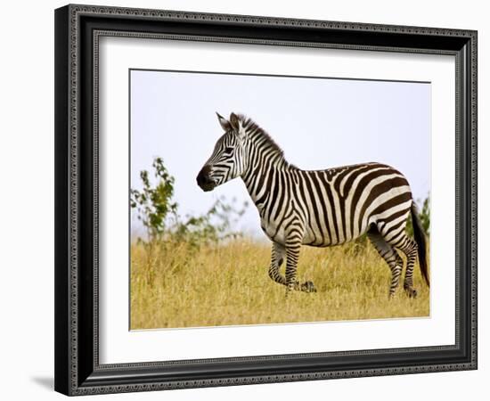 Zebras Herding in The Fields, Maasai Mara, Kenya-Joe Restuccia III-Framed Photographic Print