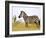 Zebras Herding in The Fields, Maasai Mara, Kenya-Joe Restuccia III-Framed Photographic Print