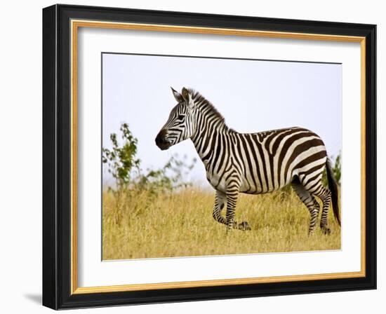 Zebras Herding in The Fields, Maasai Mara, Kenya-Joe Restuccia III-Framed Photographic Print