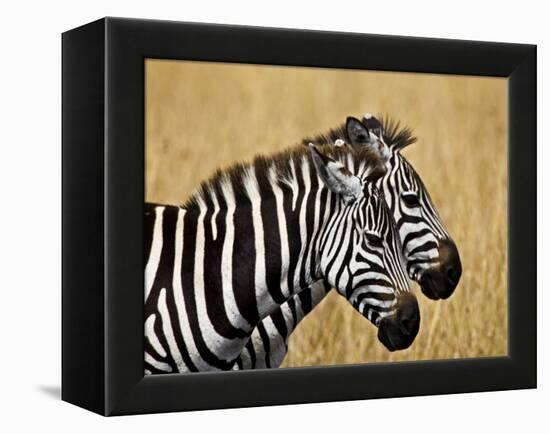 Zebras Herding in The Fields, Maasai Mara, Kenya-Joe Restuccia III-Framed Premier Image Canvas