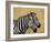 Zebras Herding in The Fields, Maasai Mara, Kenya-Joe Restuccia III-Framed Photographic Print