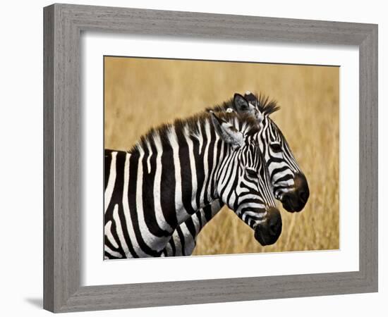 Zebras Herding in The Fields, Maasai Mara, Kenya-Joe Restuccia III-Framed Photographic Print