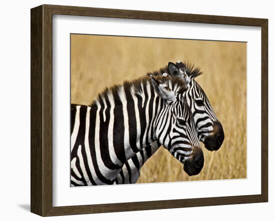 Zebras Herding in The Fields, Maasai Mara, Kenya-Joe Restuccia III-Framed Photographic Print