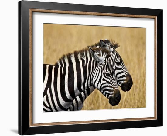 Zebras Herding in The Fields, Maasai Mara, Kenya-Joe Restuccia III-Framed Photographic Print