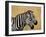 Zebras Herding in The Fields, Maasai Mara, Kenya-Joe Restuccia III-Framed Photographic Print