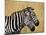 Zebras Herding in The Fields, Maasai Mara, Kenya-Joe Restuccia III-Mounted Photographic Print