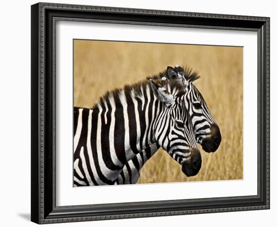 Zebras Herding in The Fields, Maasai Mara, Kenya-Joe Restuccia III-Framed Photographic Print