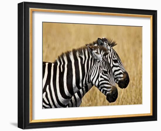 Zebras Herding in The Fields, Maasai Mara, Kenya-Joe Restuccia III-Framed Photographic Print