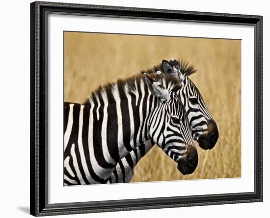 Zebras Herding in The Fields, Maasai Mara, Kenya-Joe Restuccia III-Framed Photographic Print
