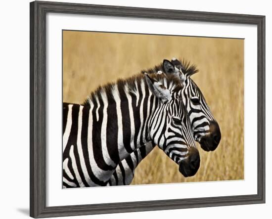 Zebras Herding in The Fields, Maasai Mara, Kenya-Joe Restuccia III-Framed Photographic Print