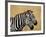 Zebras Herding in The Fields, Maasai Mara, Kenya-Joe Restuccia III-Framed Photographic Print