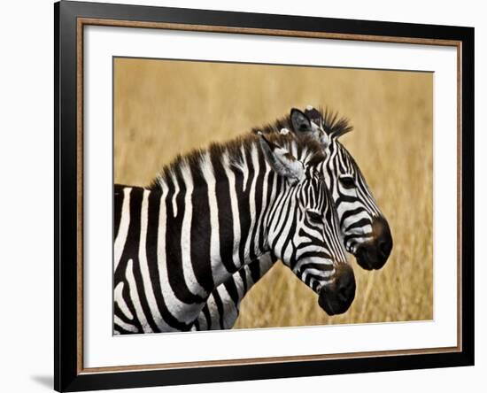 Zebras Herding in The Fields, Maasai Mara, Kenya-Joe Restuccia III-Framed Photographic Print