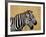 Zebras Herding in The Fields, Maasai Mara, Kenya-Joe Restuccia III-Framed Photographic Print