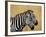 Zebras Herding in The Fields, Maasai Mara, Kenya-Joe Restuccia III-Framed Photographic Print