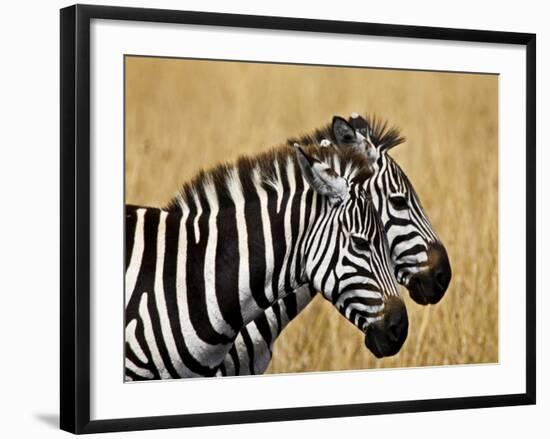 Zebras Herding in The Fields, Maasai Mara, Kenya-Joe Restuccia III-Framed Photographic Print