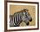 Zebras Herding in The Fields, Maasai Mara, Kenya-Joe Restuccia III-Framed Photographic Print